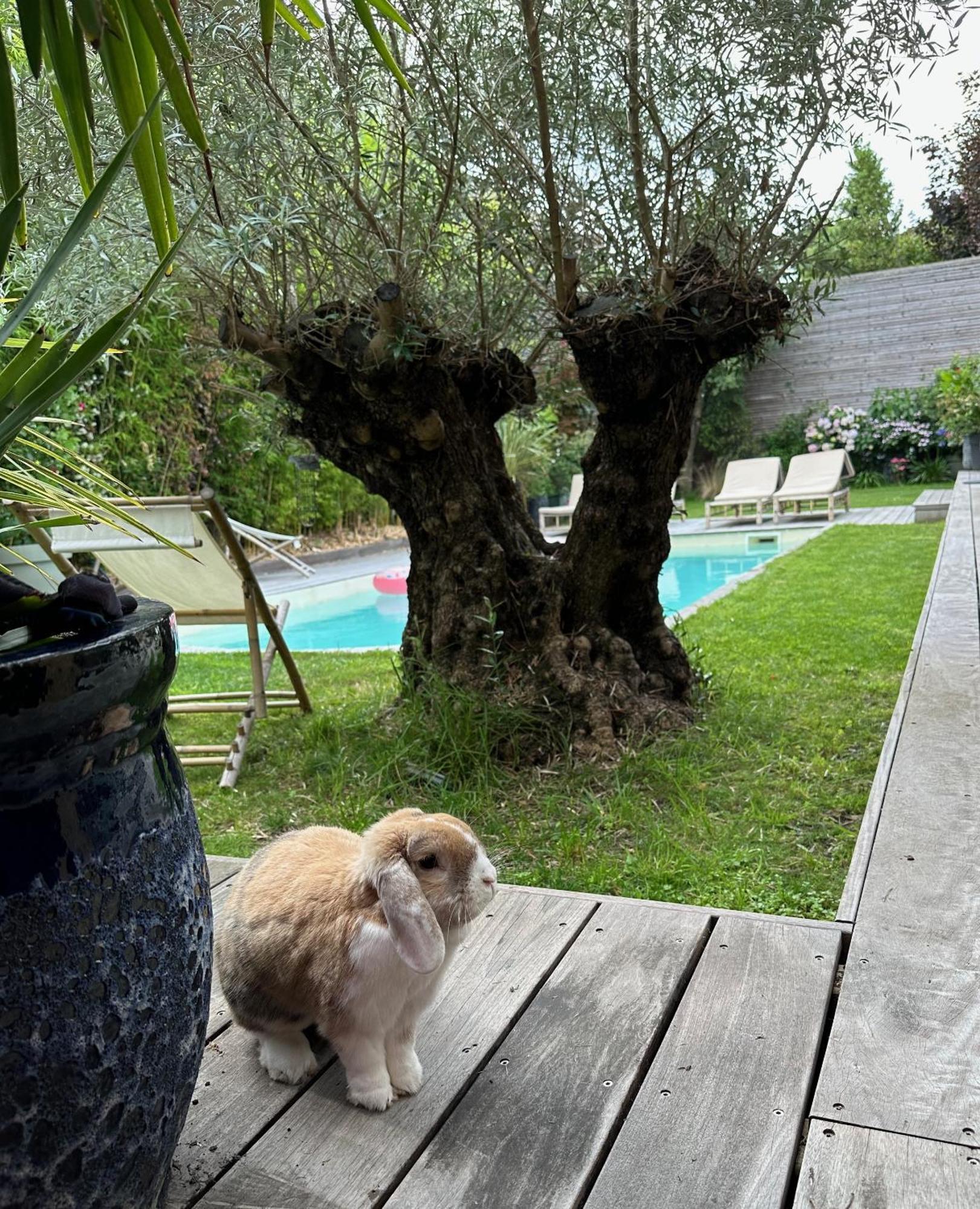 Les Penates Bordelaises - Maison D'Hotes - Guesthouse Bordeaux Dış mekan fotoğraf